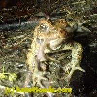/home//u458753944/public_html/sourcegallery/////////////////////////////Roxborough Toad Detour/2013-2019/2018/2018-04-28/small/P4280017.jpg